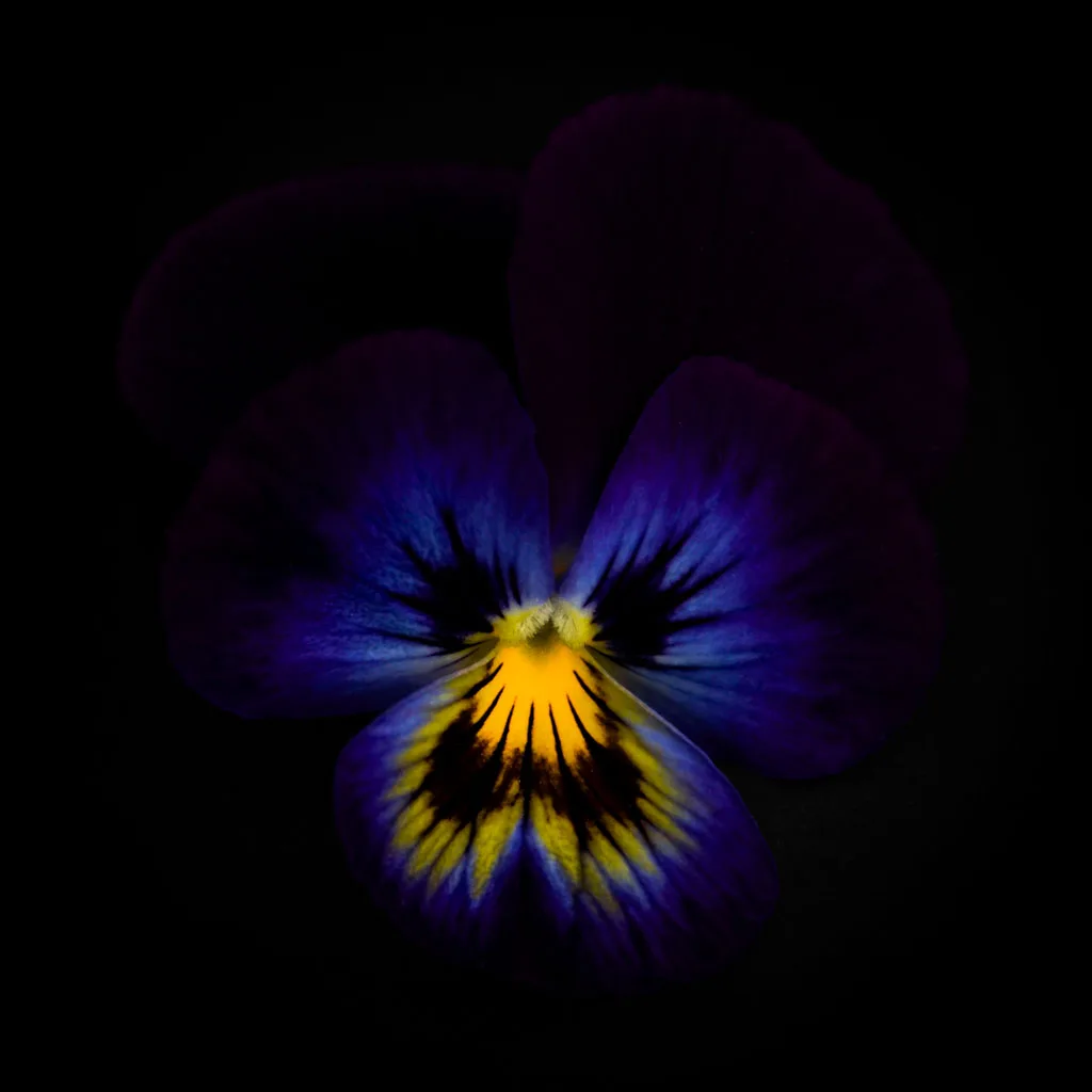 Blue pancy II