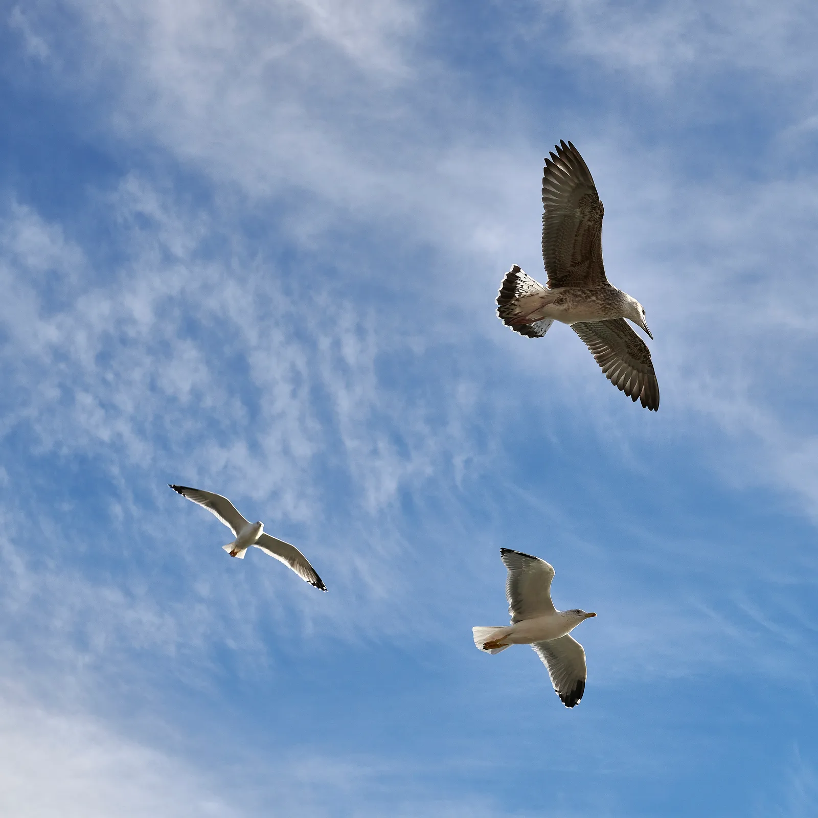 Hanging about in the sky