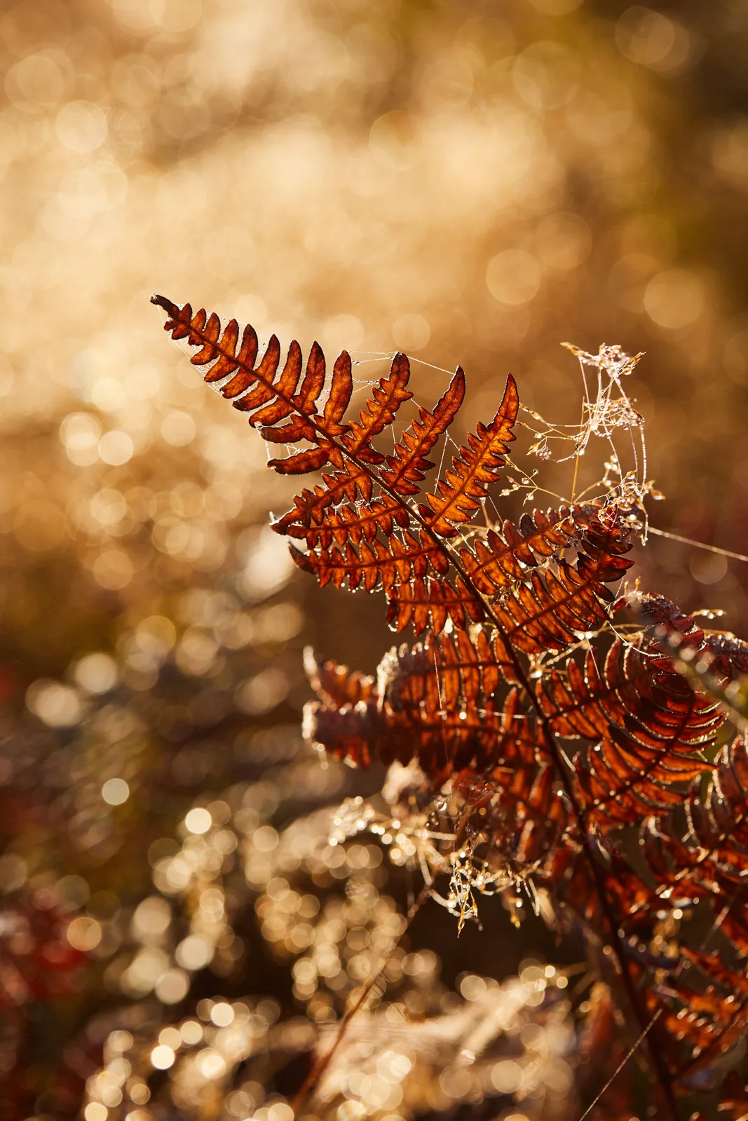 Polystichum acrostichoides