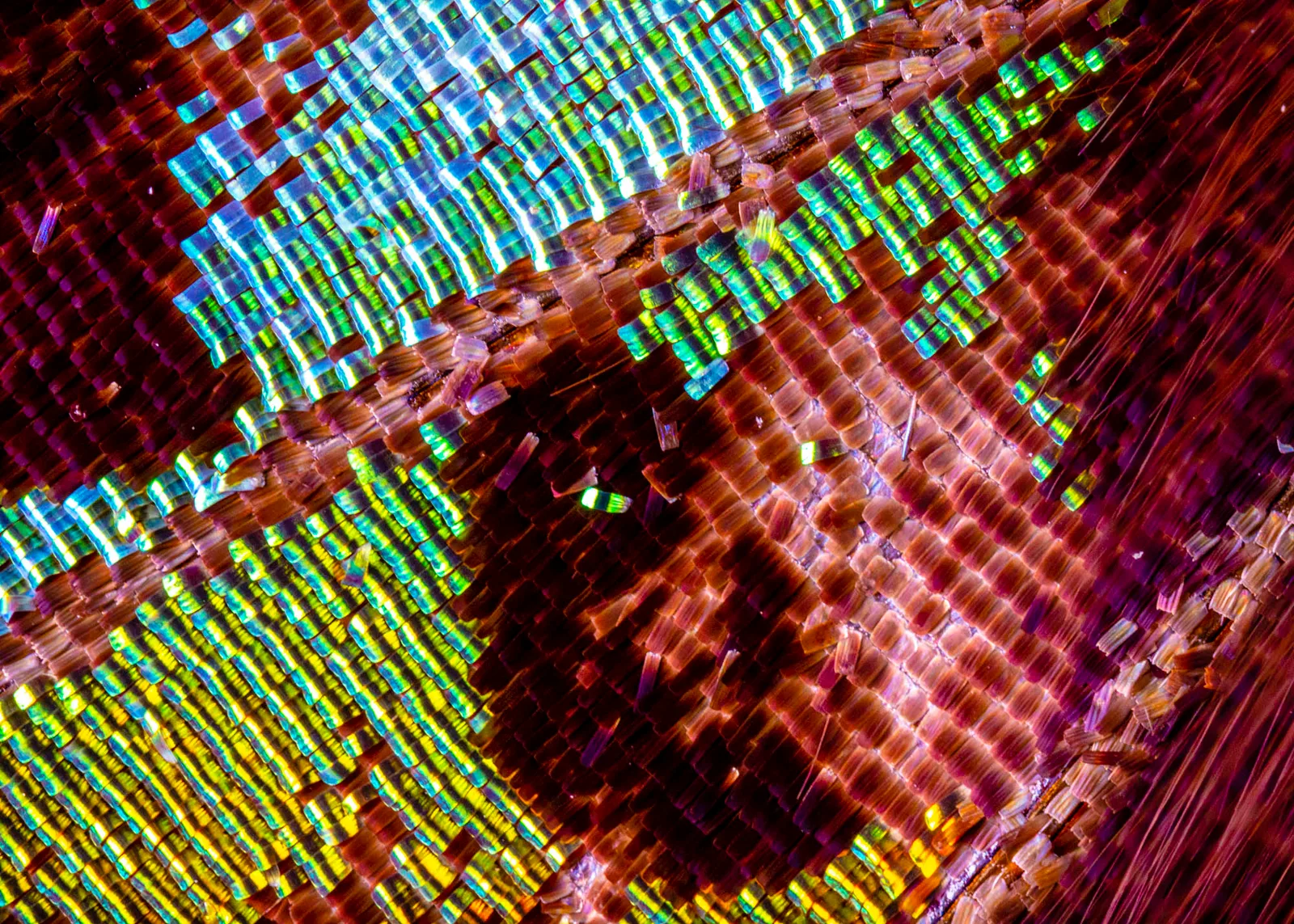 Urania Ripheus Detail 3