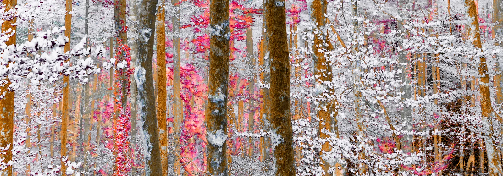 Aus der Serie Wald