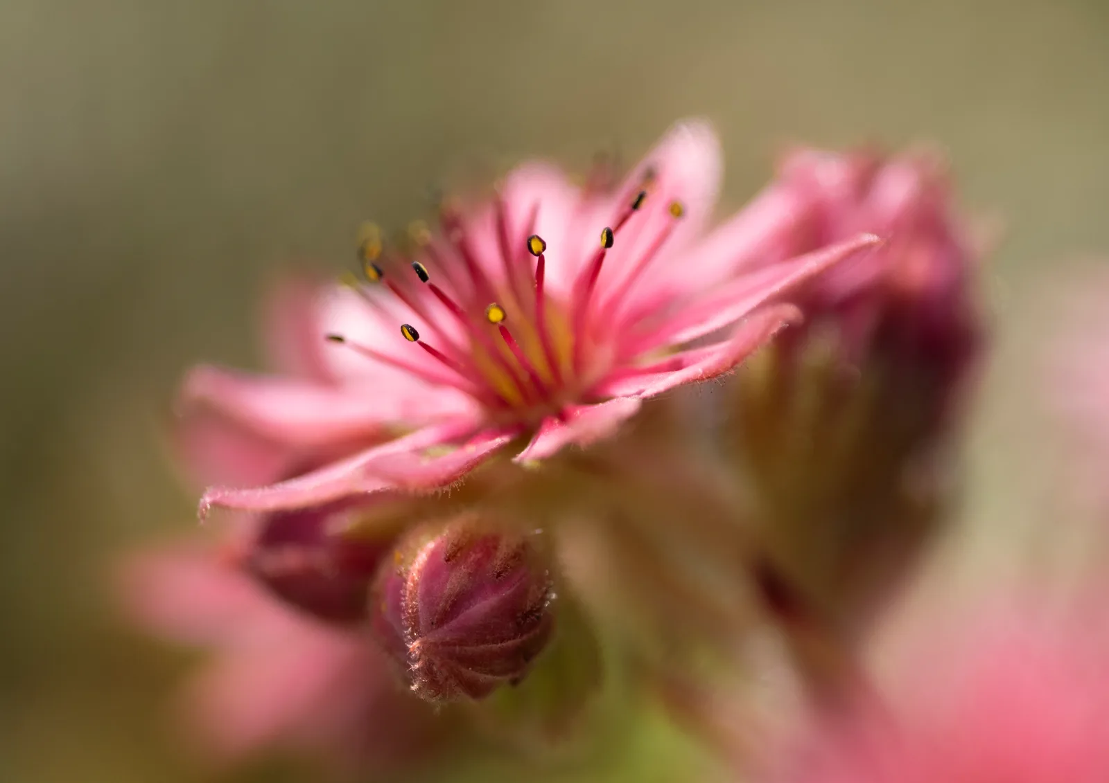 Pink crown