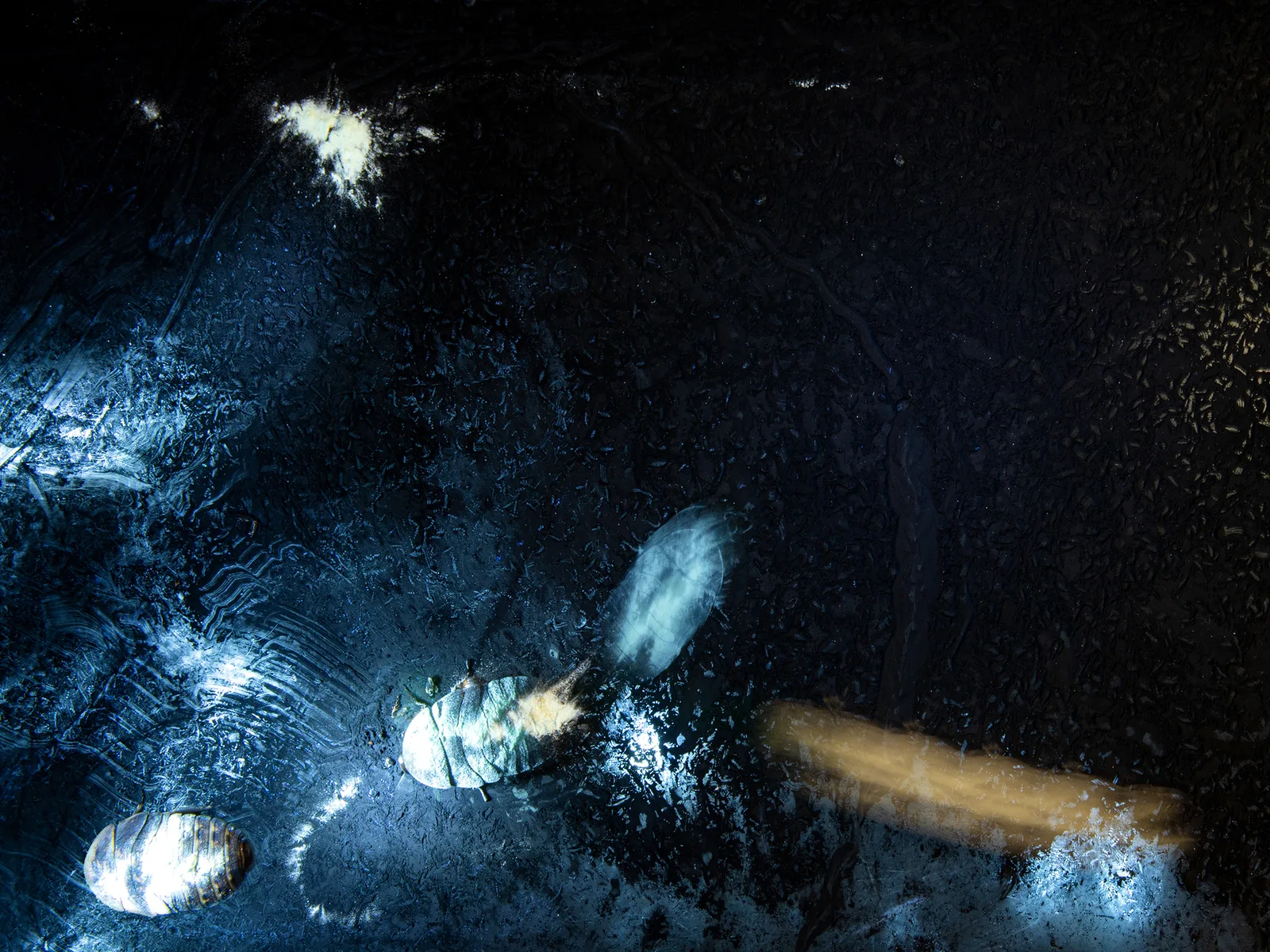 traces of beetles