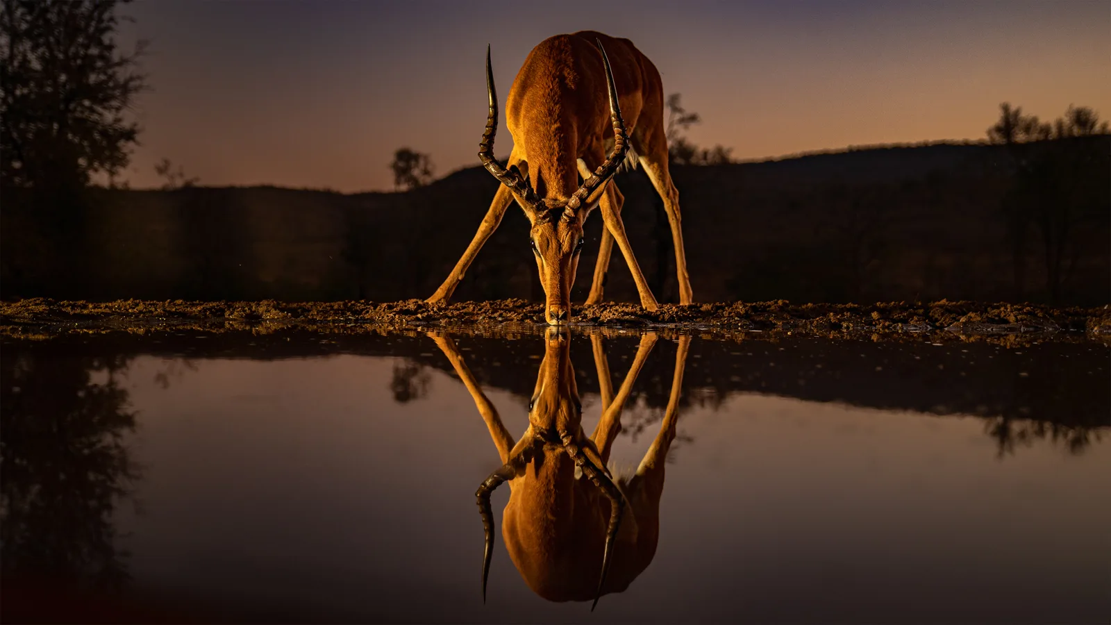 Impala-Antilope