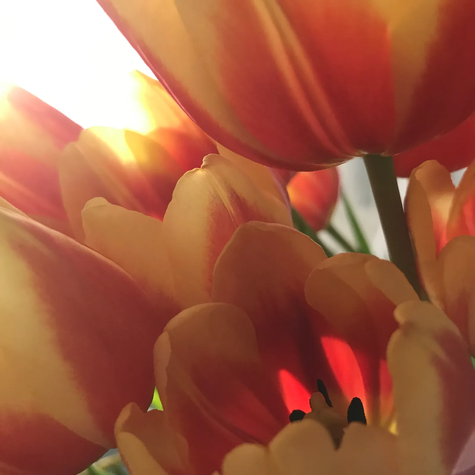 I LOVE FLOWERS I