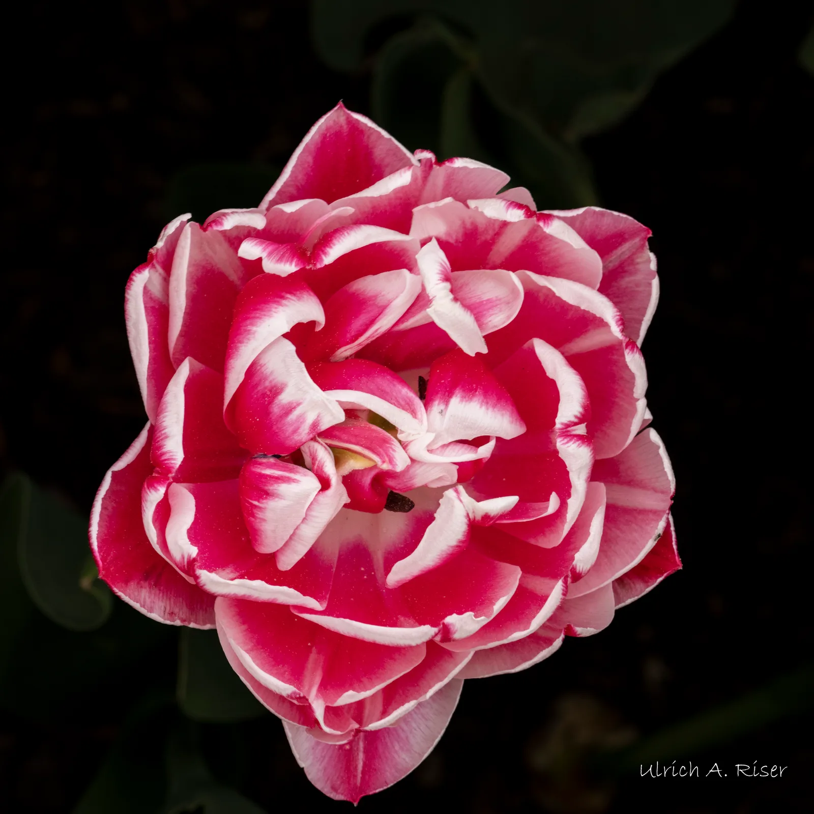 Tulpe, rot, weiss