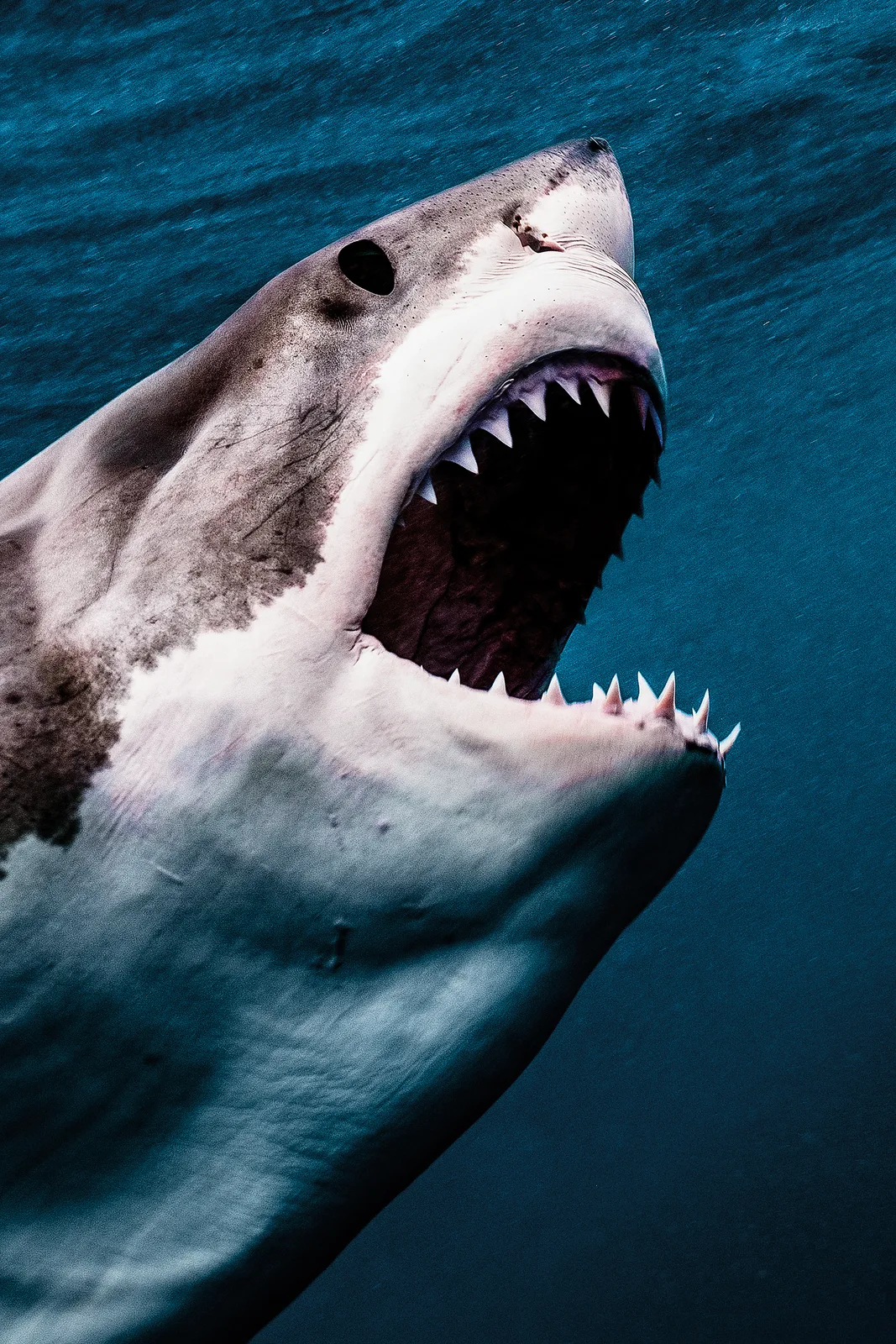 White Shark / Pacific Ocean