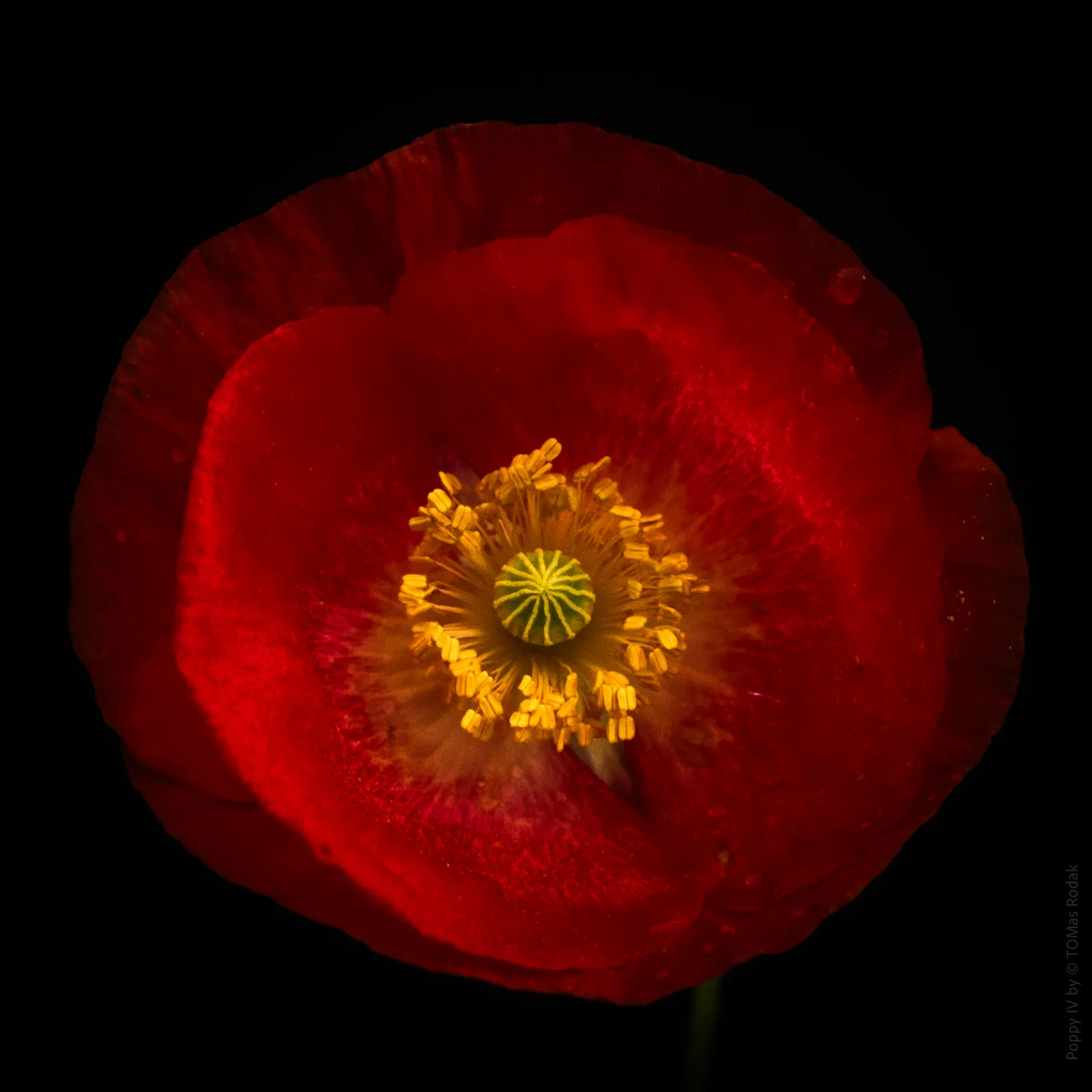 Poppy Love I