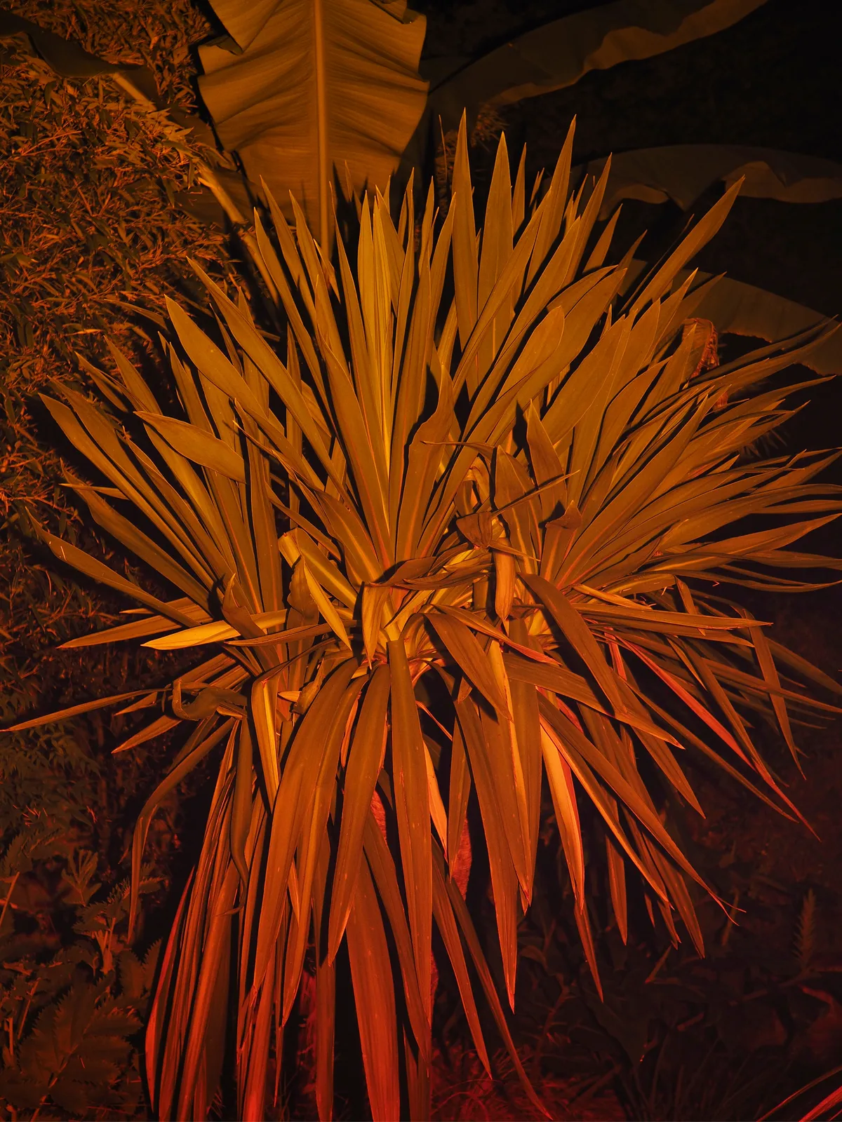 Palme