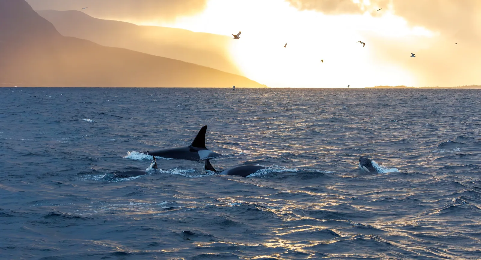 Orca Gruppe mit Jungem bei Sonnenuntergangsstimmung