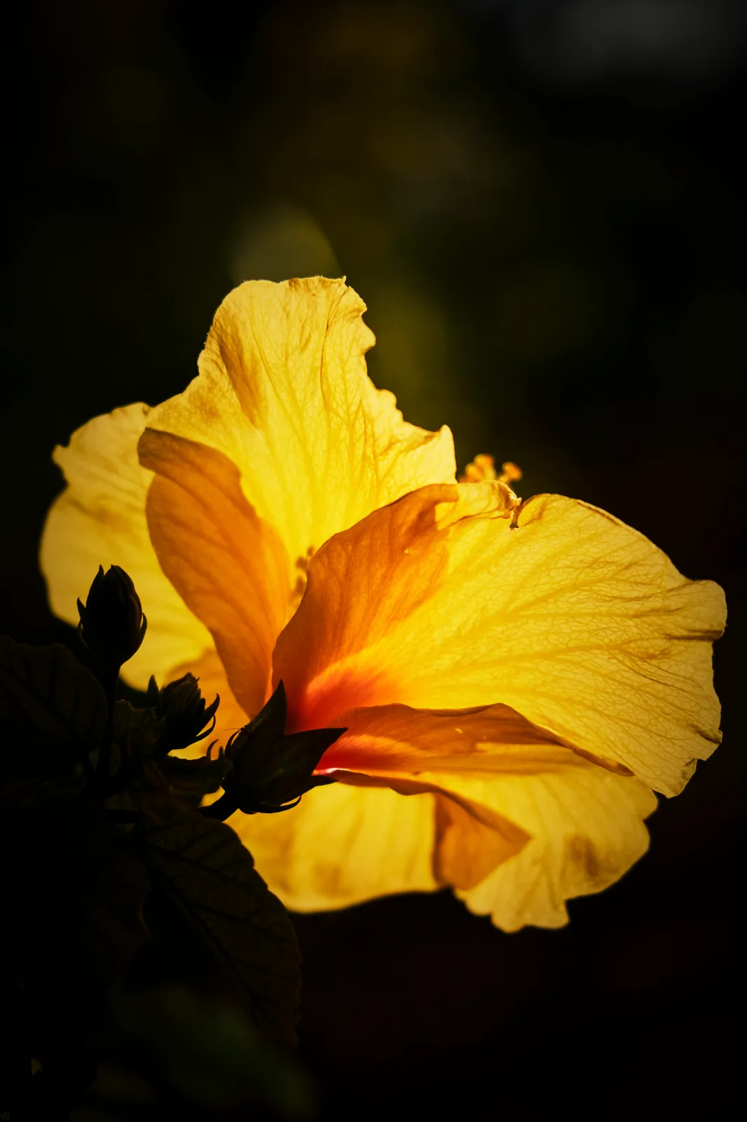 Hibiscus
