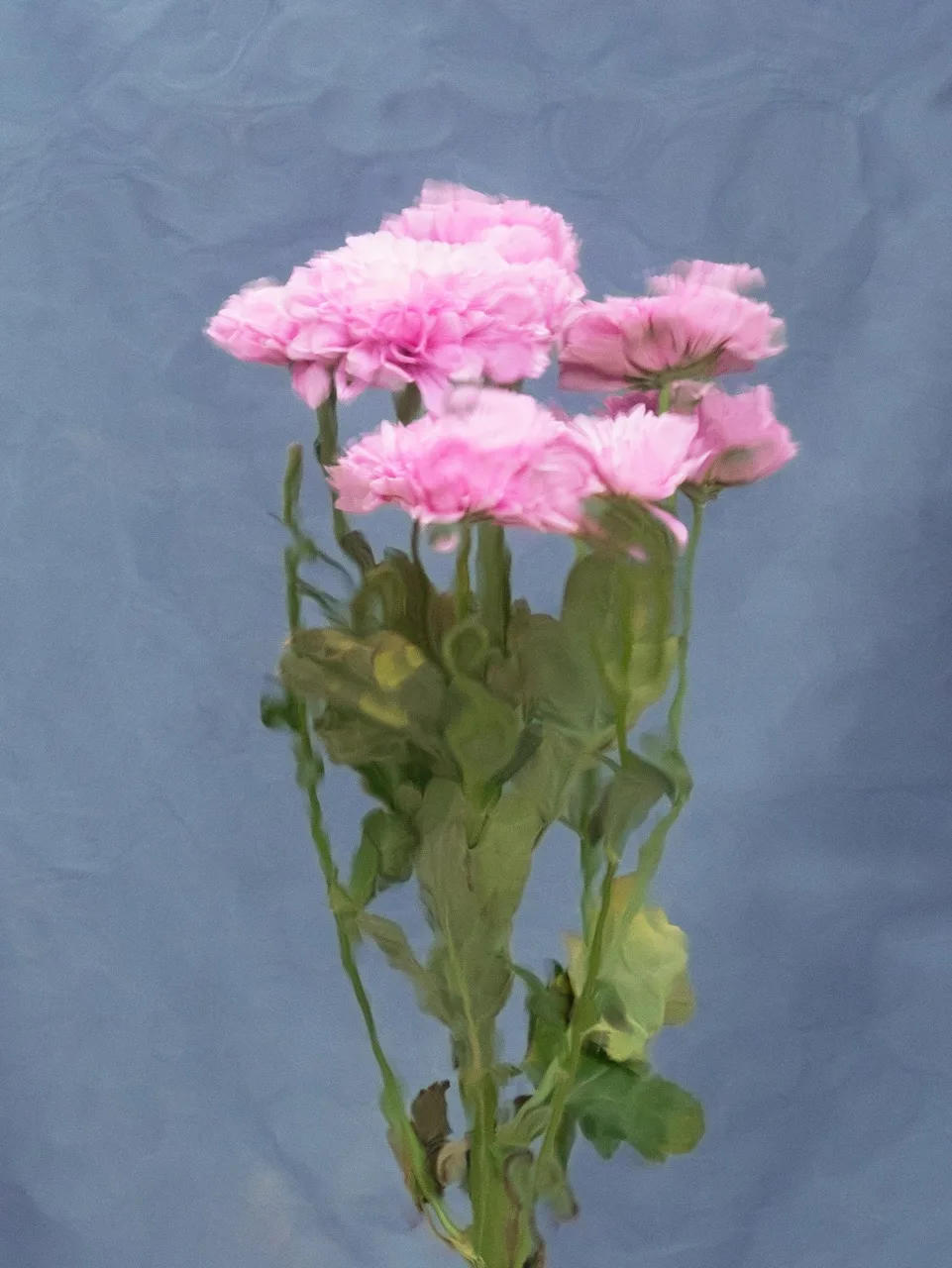 The Fresh Pink