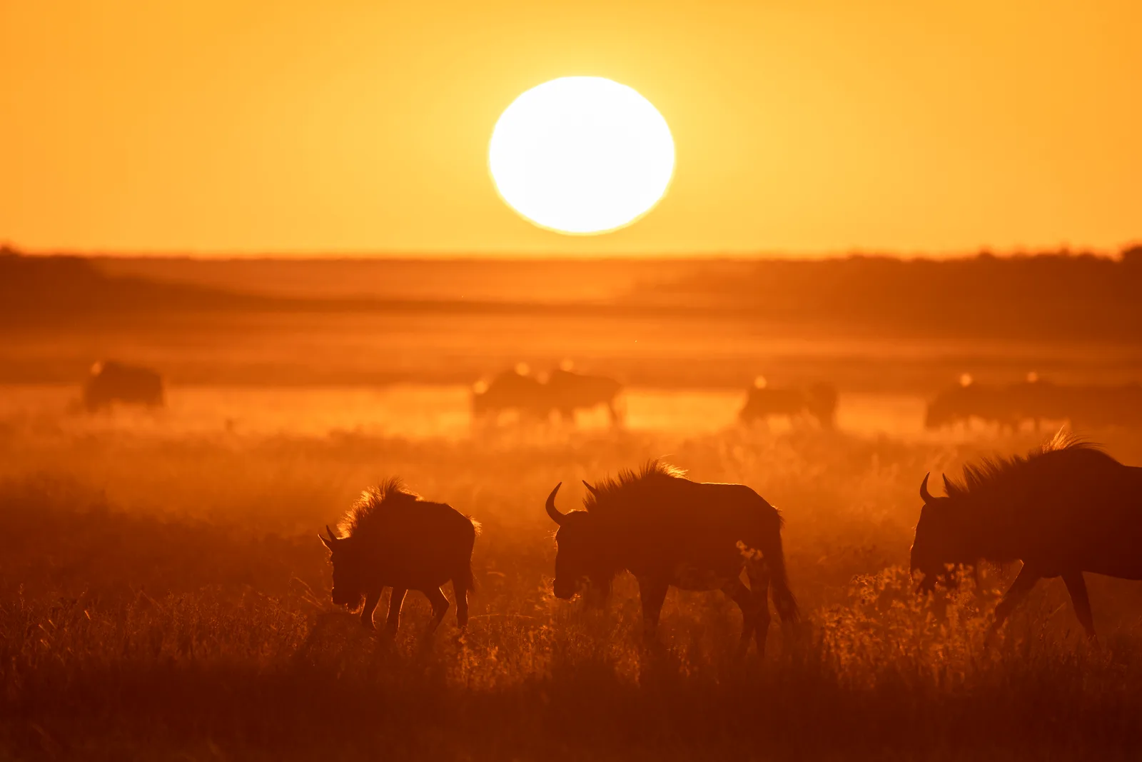 Gnus im Sonnenuntergang