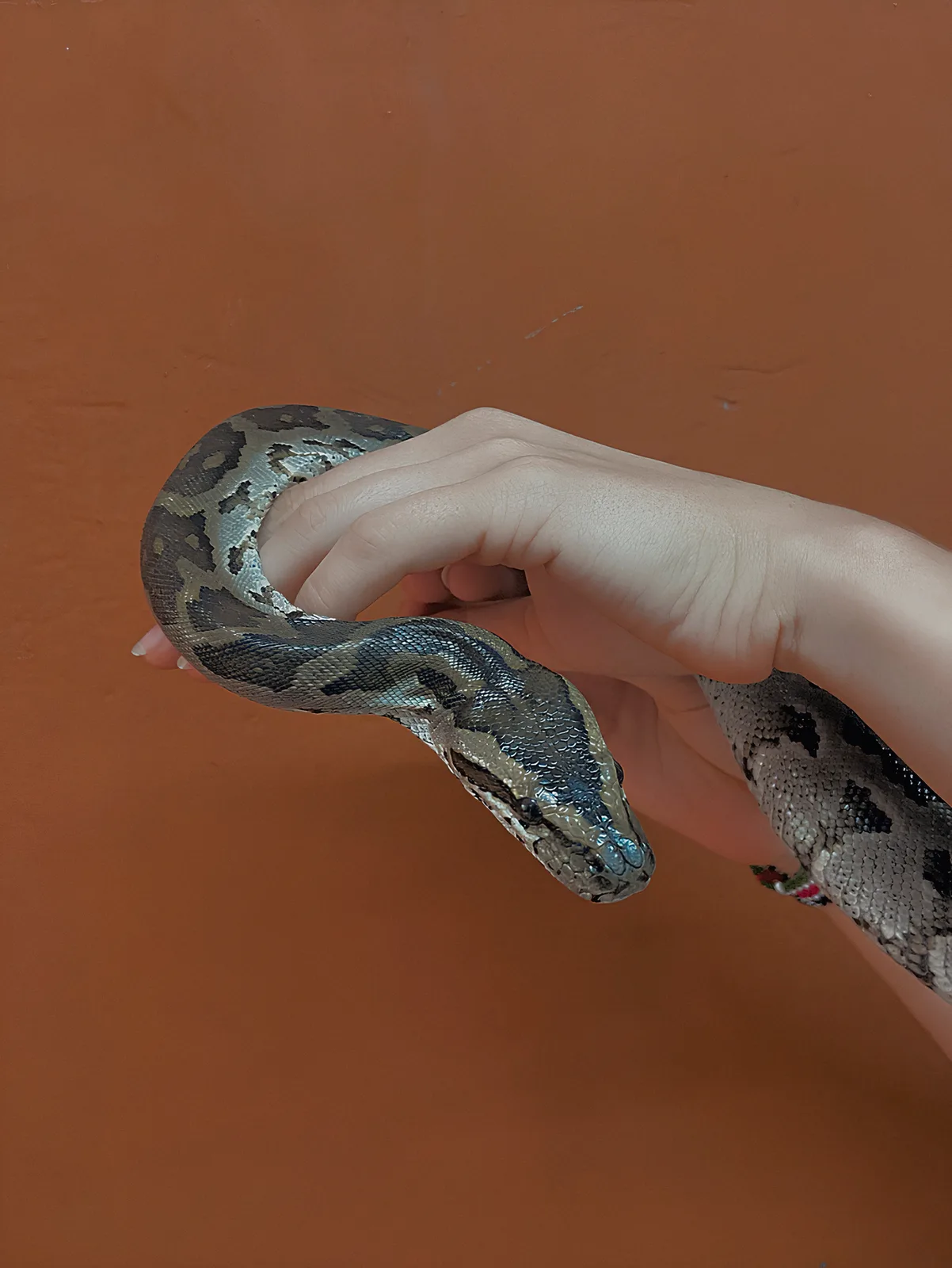 Snake