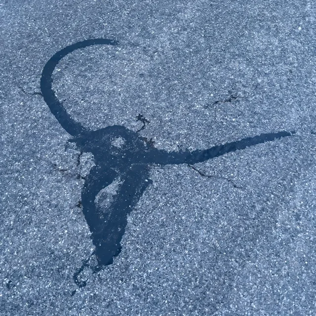 Bull