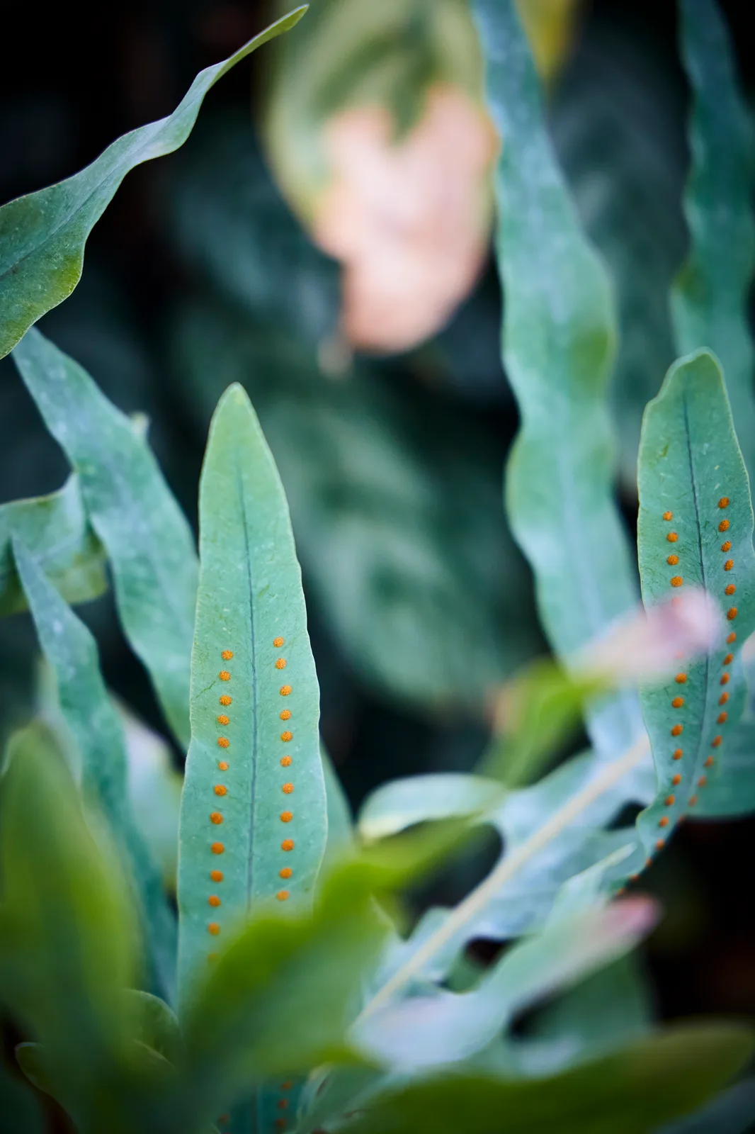 Phlebodium