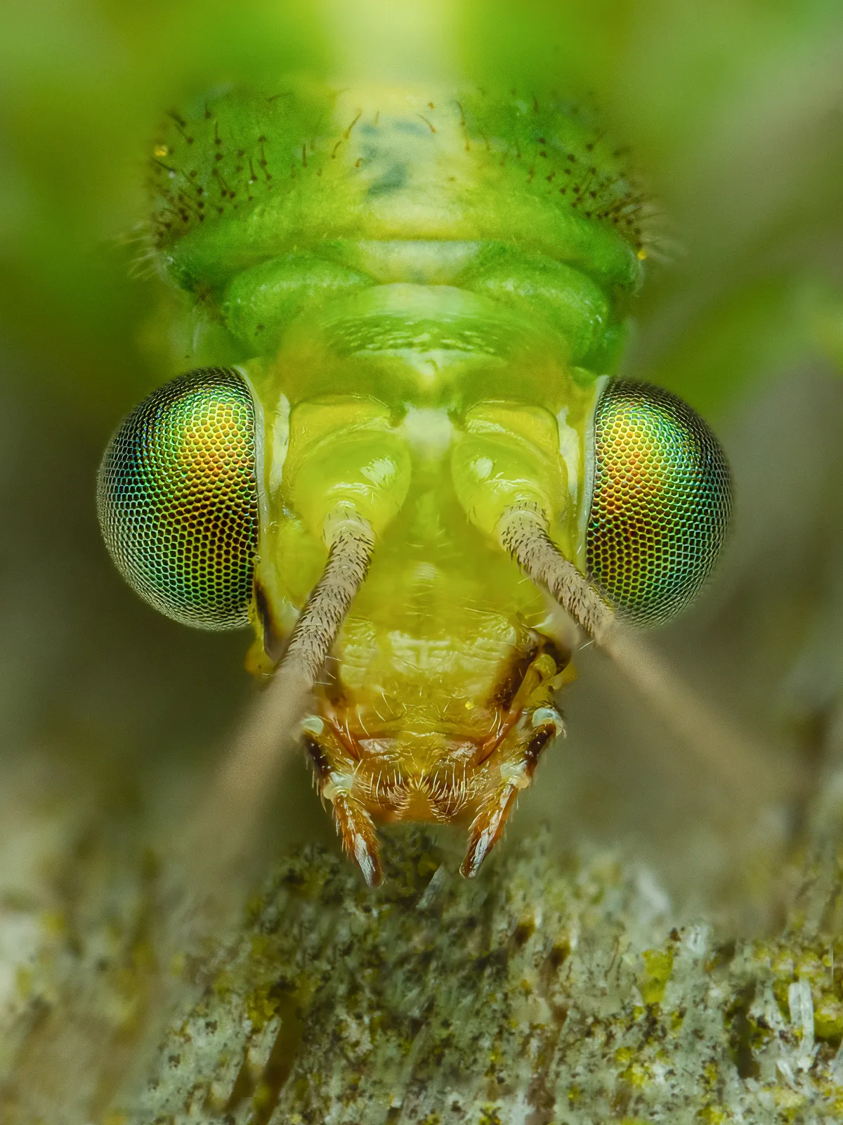 Portrait eines Rüsselkäfers
