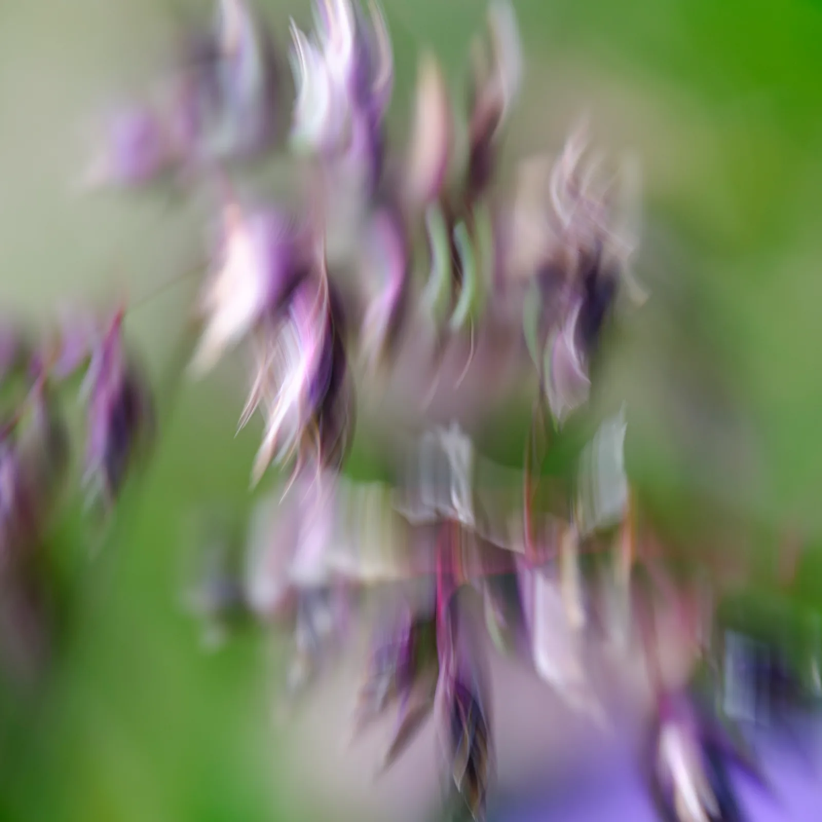 Petals in the Wind