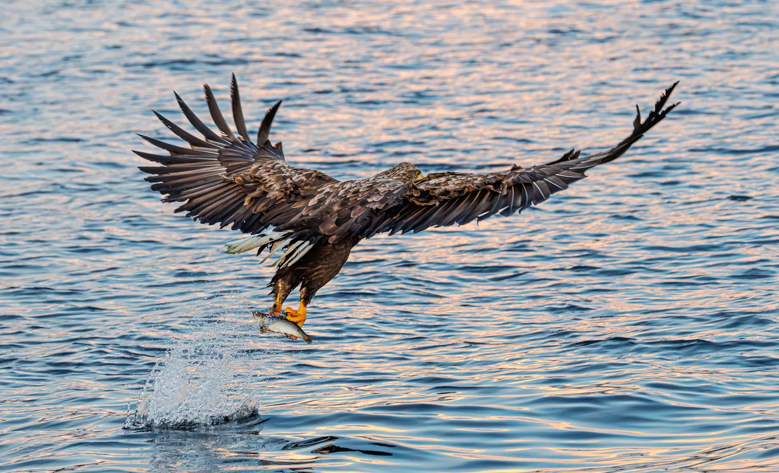 Seeadler beim Fischen