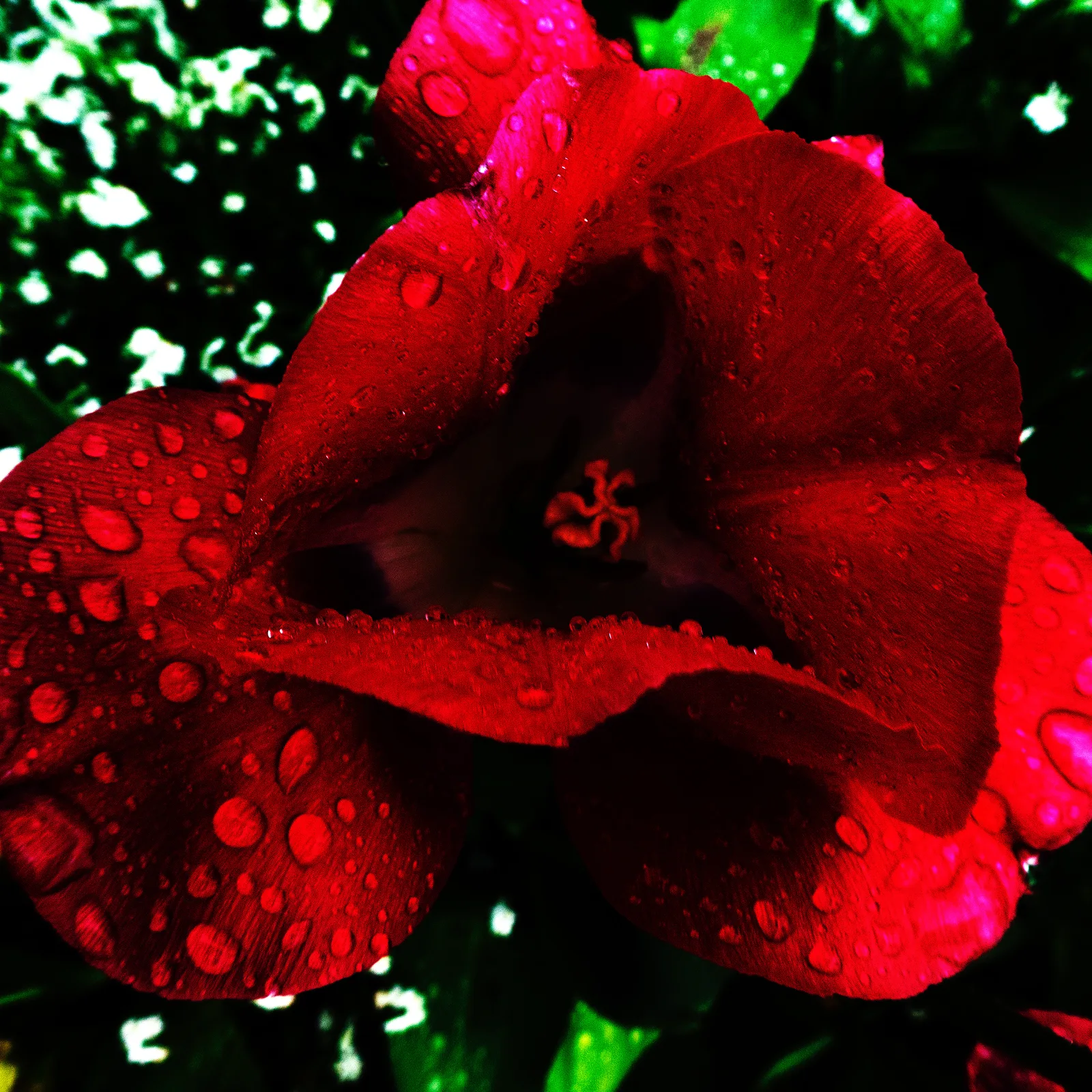 Tulipano chiaroscuro 1