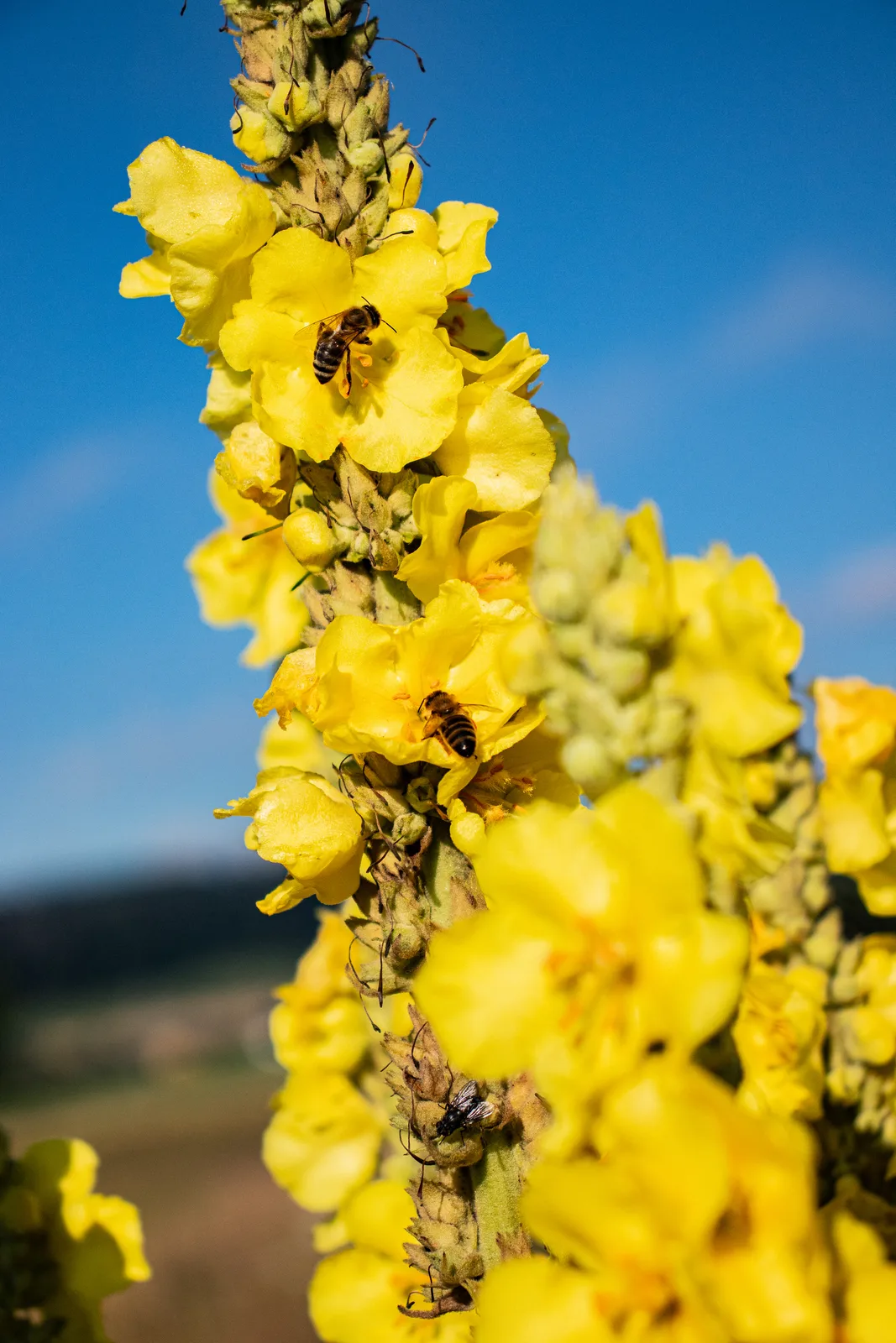 Wir sind fast alle Bienen