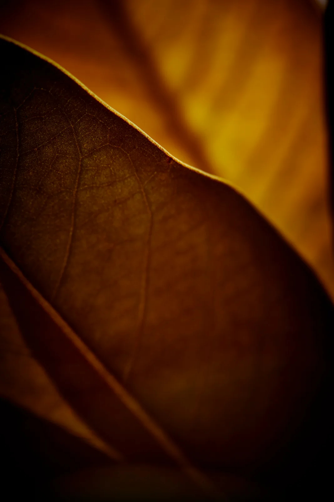 Magnolia