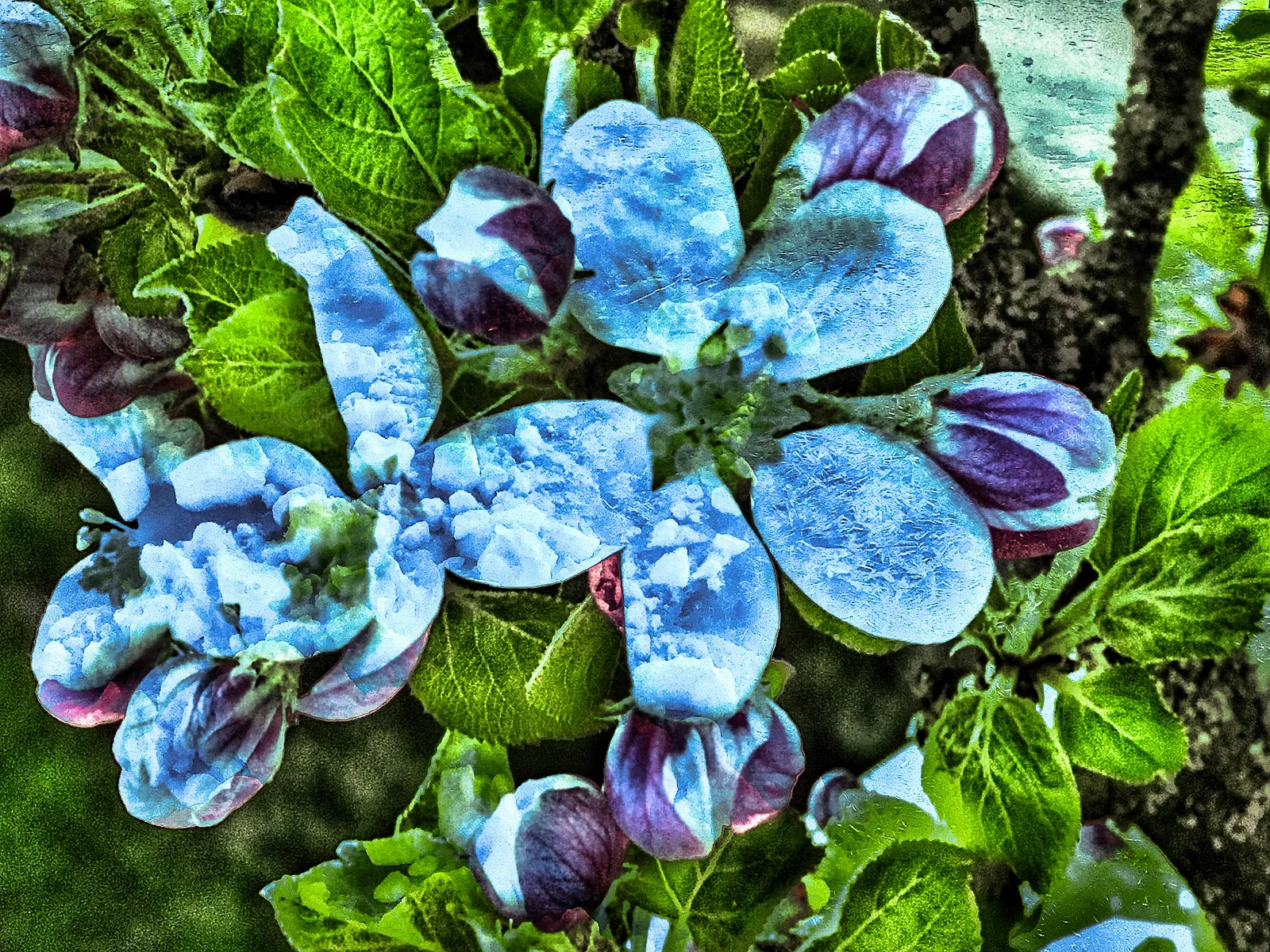 Eisblume
