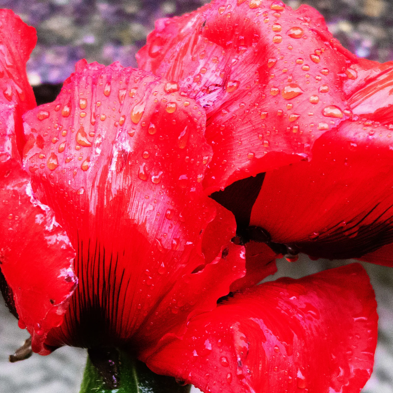 Papaver 2