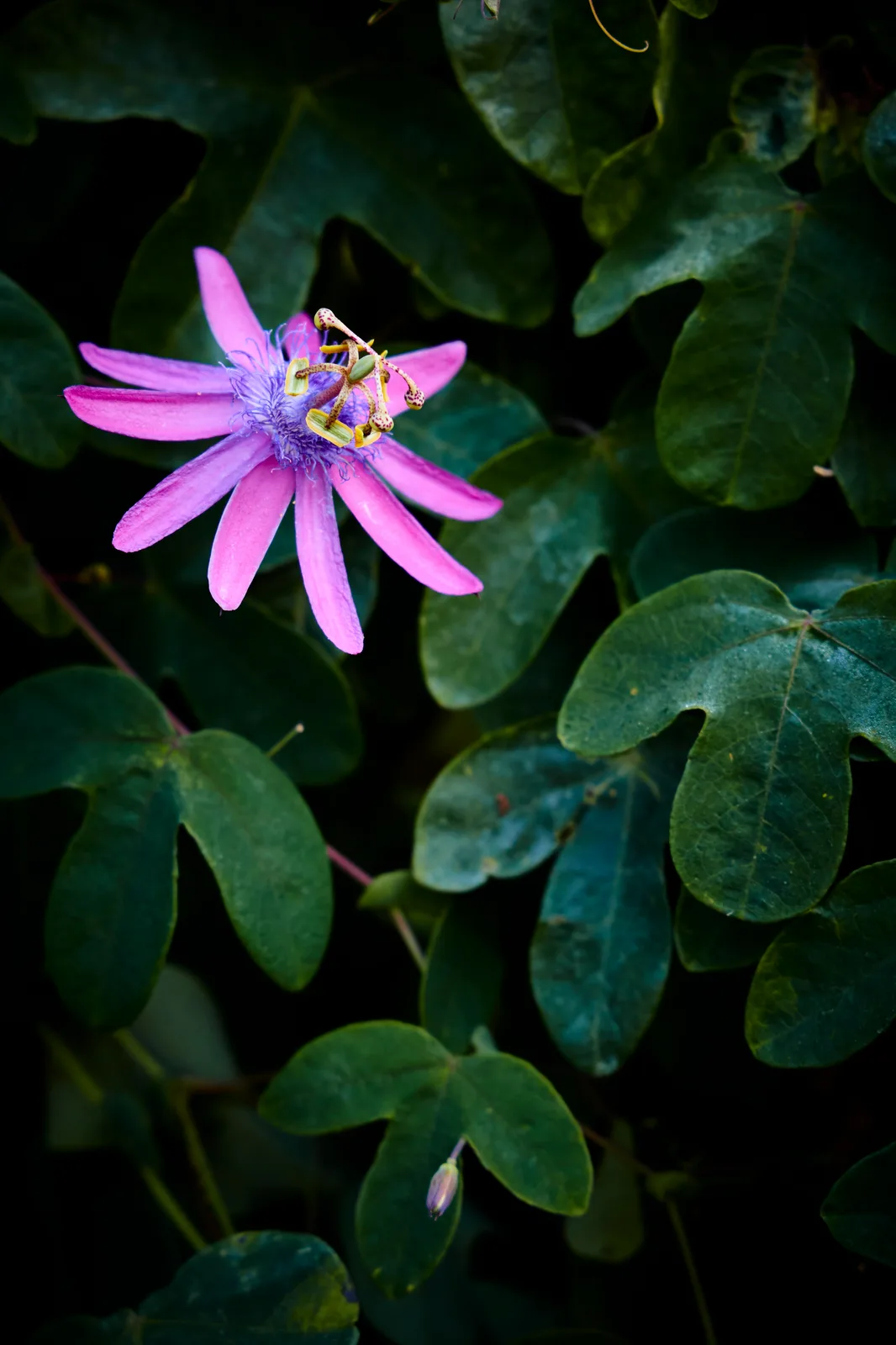 Passiflora