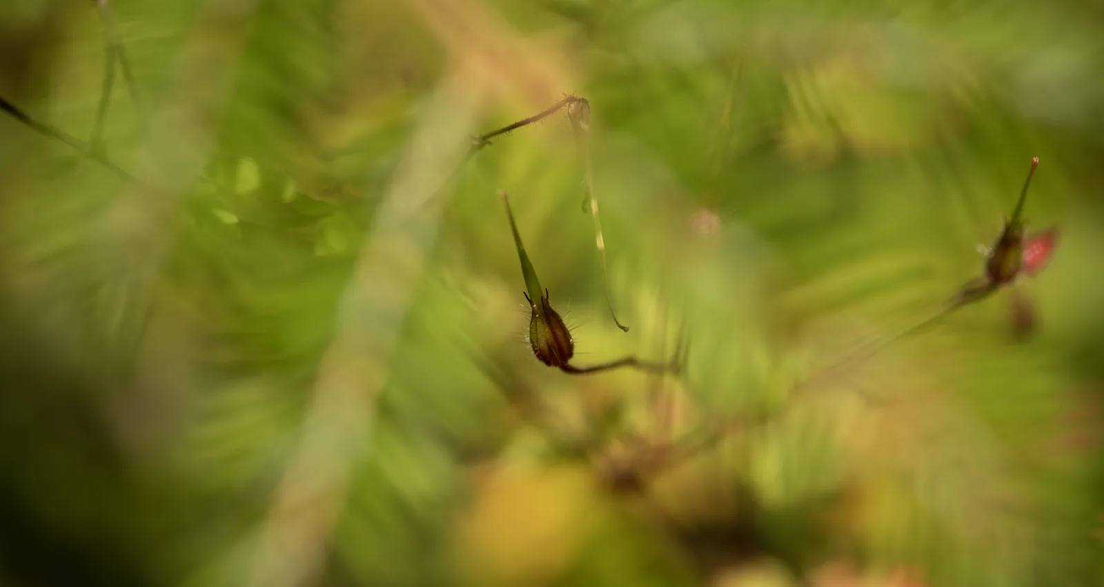 garden spirit