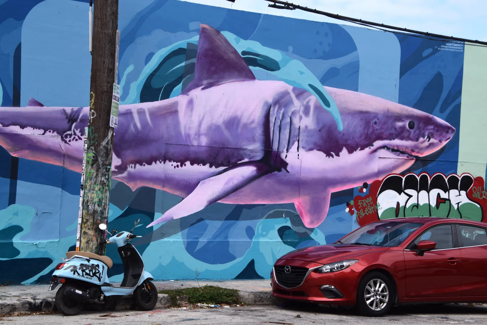 Shark in the city