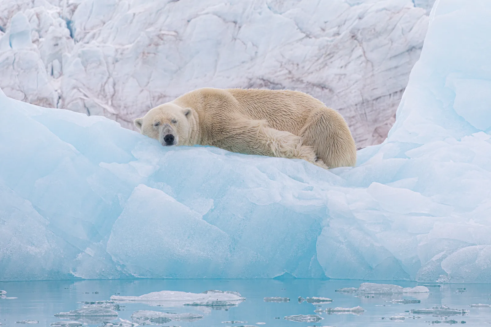 Arktis, Spitzbergen: Ein Eisbär ruht sich nach einer Mahlzeit auf einer schwimmenden Eisscholle aus. Fotografiert in einem Fjord im Norden von Spitzbergen aus einem Zodiac, aus ca. 100 Metern Entfernu