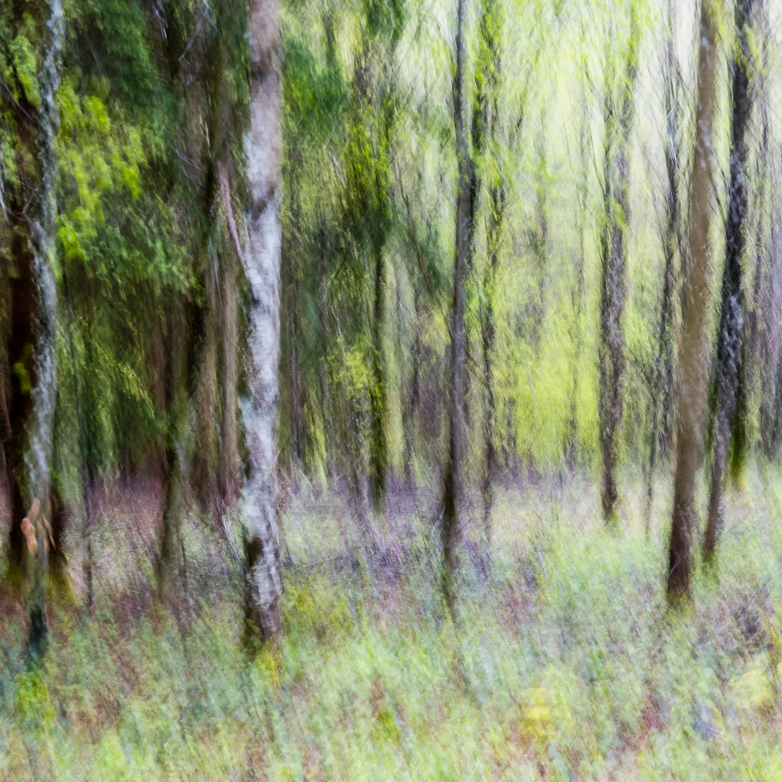 Sommerwald