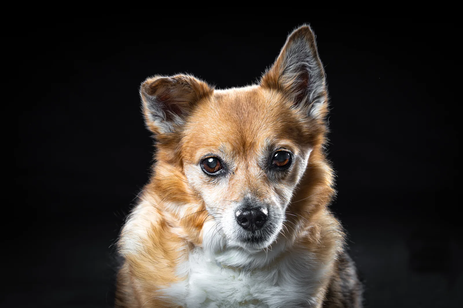 serious pidi