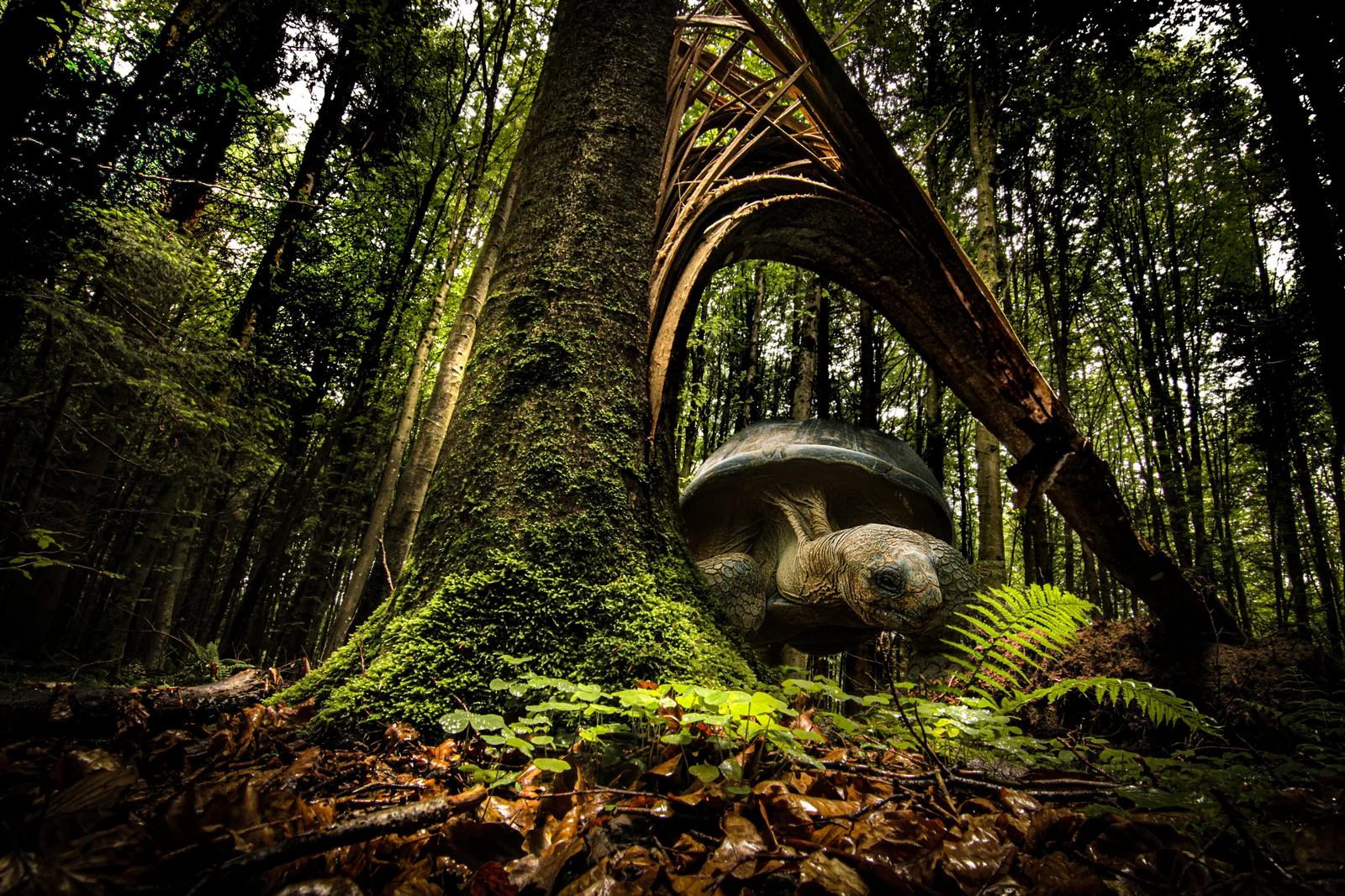 Forest Creature 4
