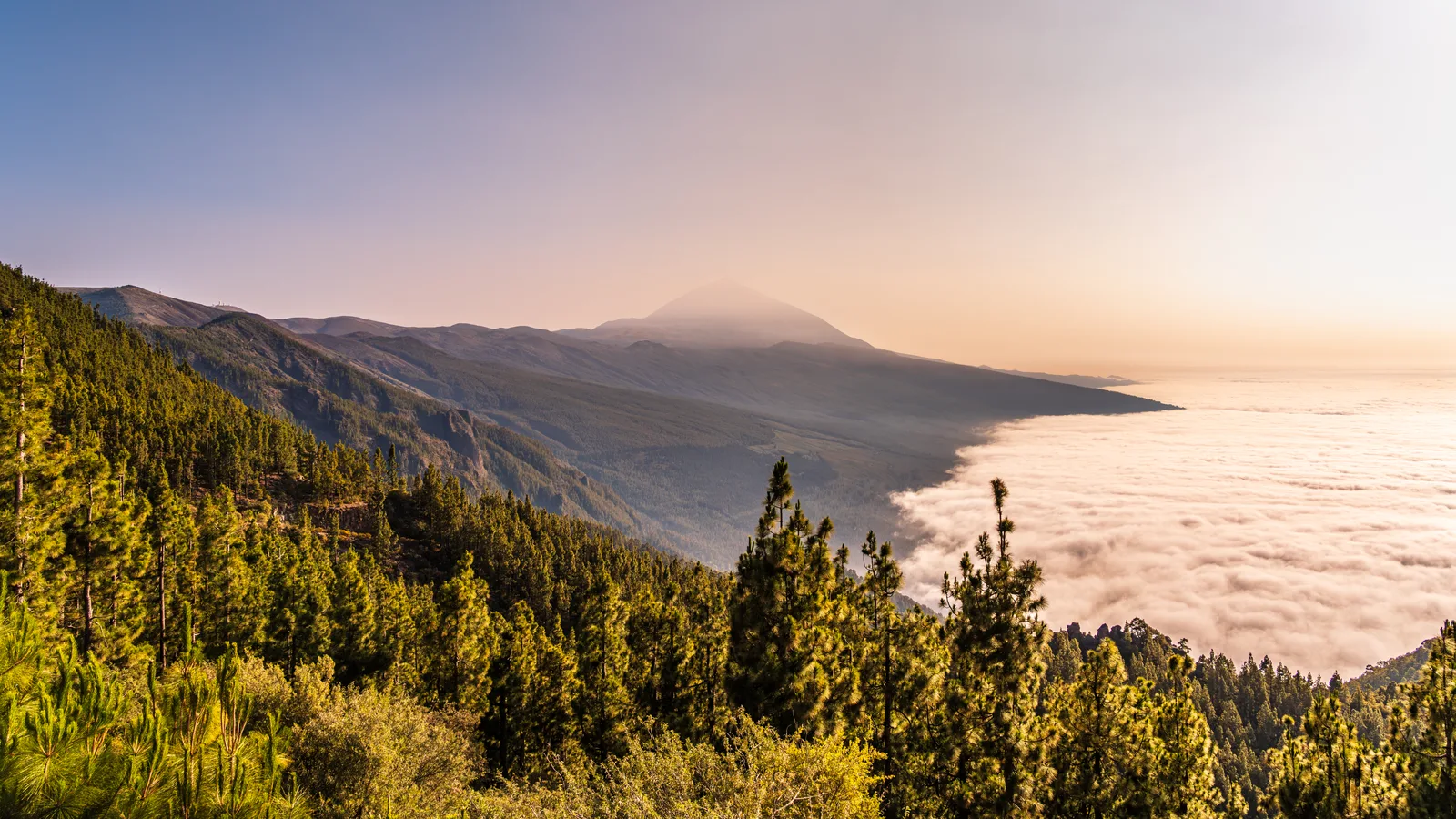 Pico del Teide mit dem Kiefernwald und Wolkenmeer