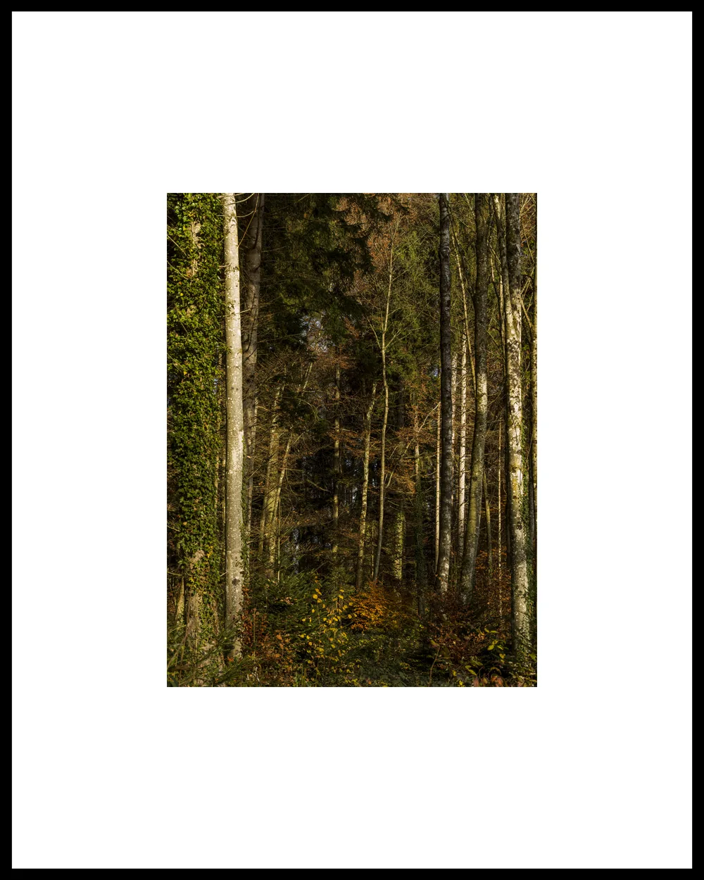Autumn Promenade #3