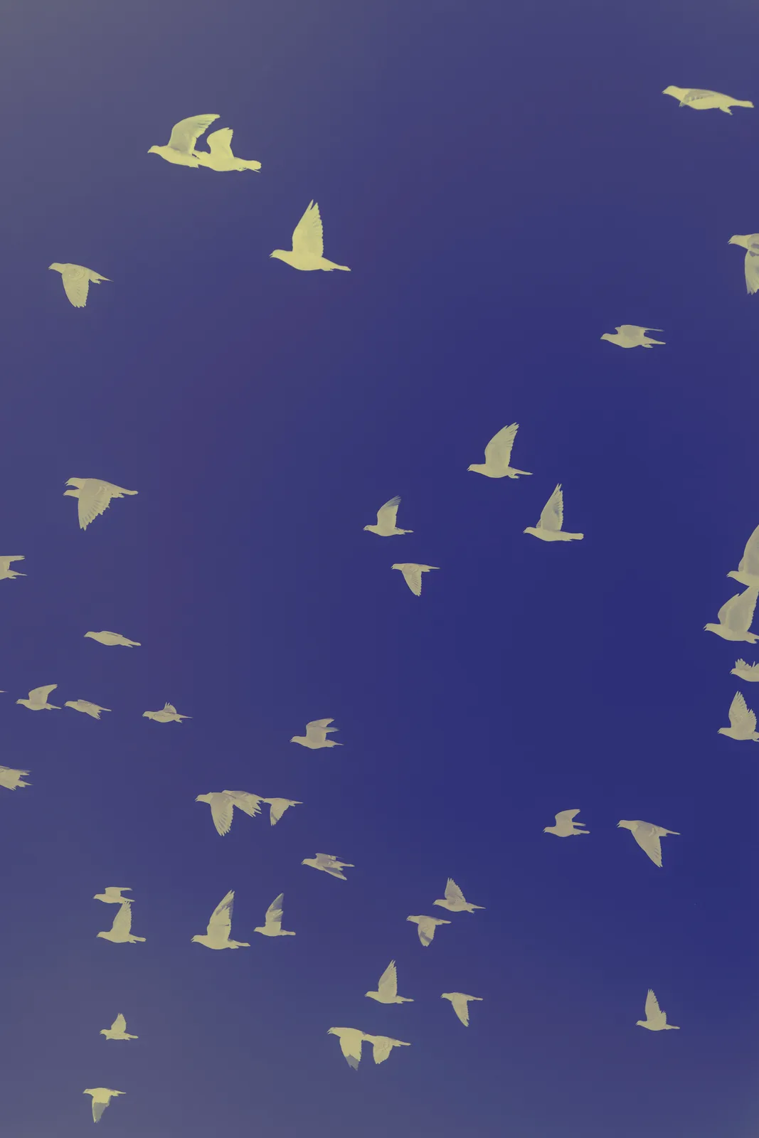 Birds on blue