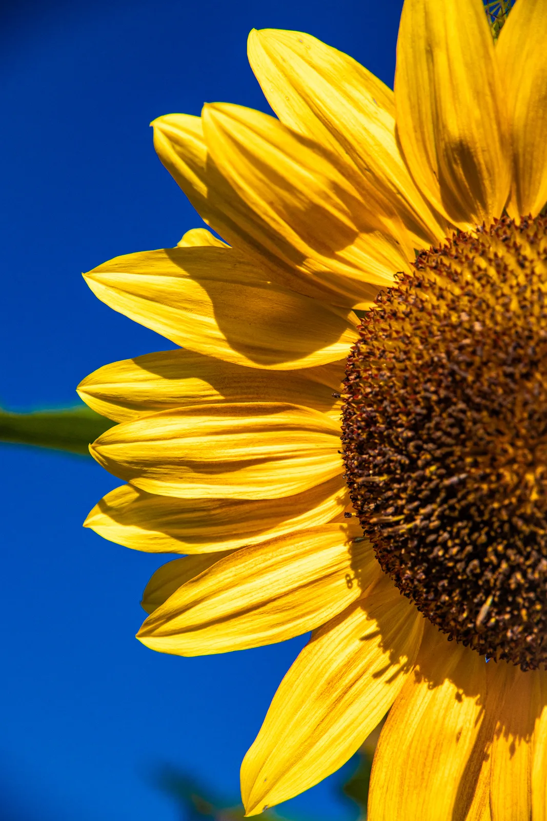 Die Sonne unter den Blumen