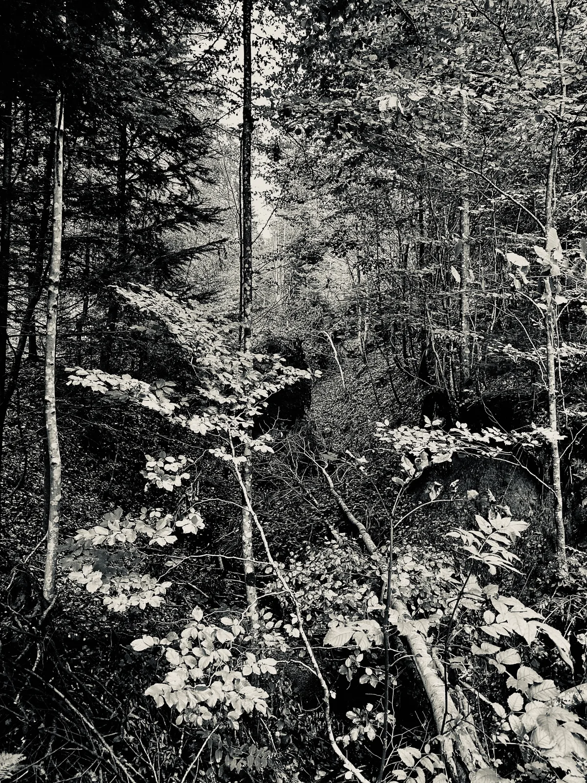 «Biotop» N°6, Bireggwald Luzern