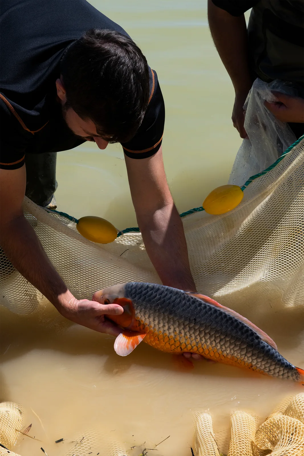 Koi breeding in France