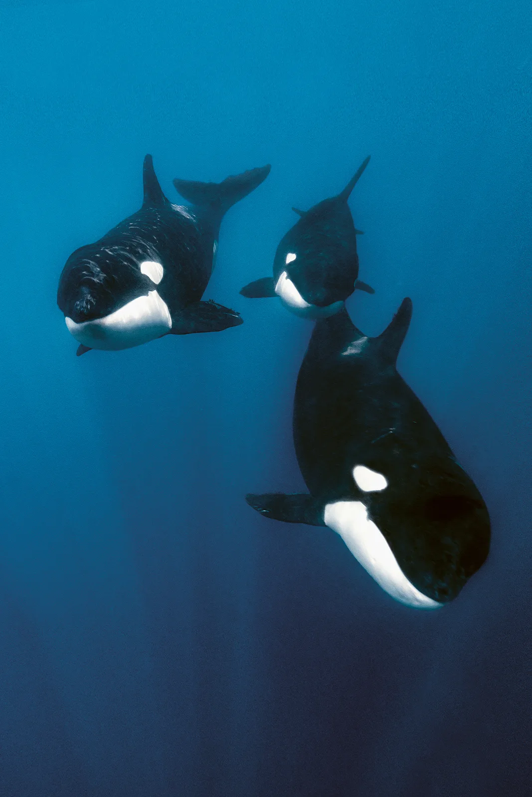 Orcas / Mexico