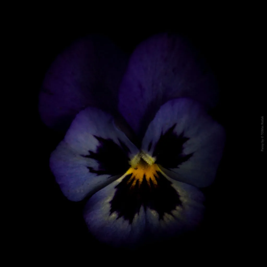 Blue Pancy I