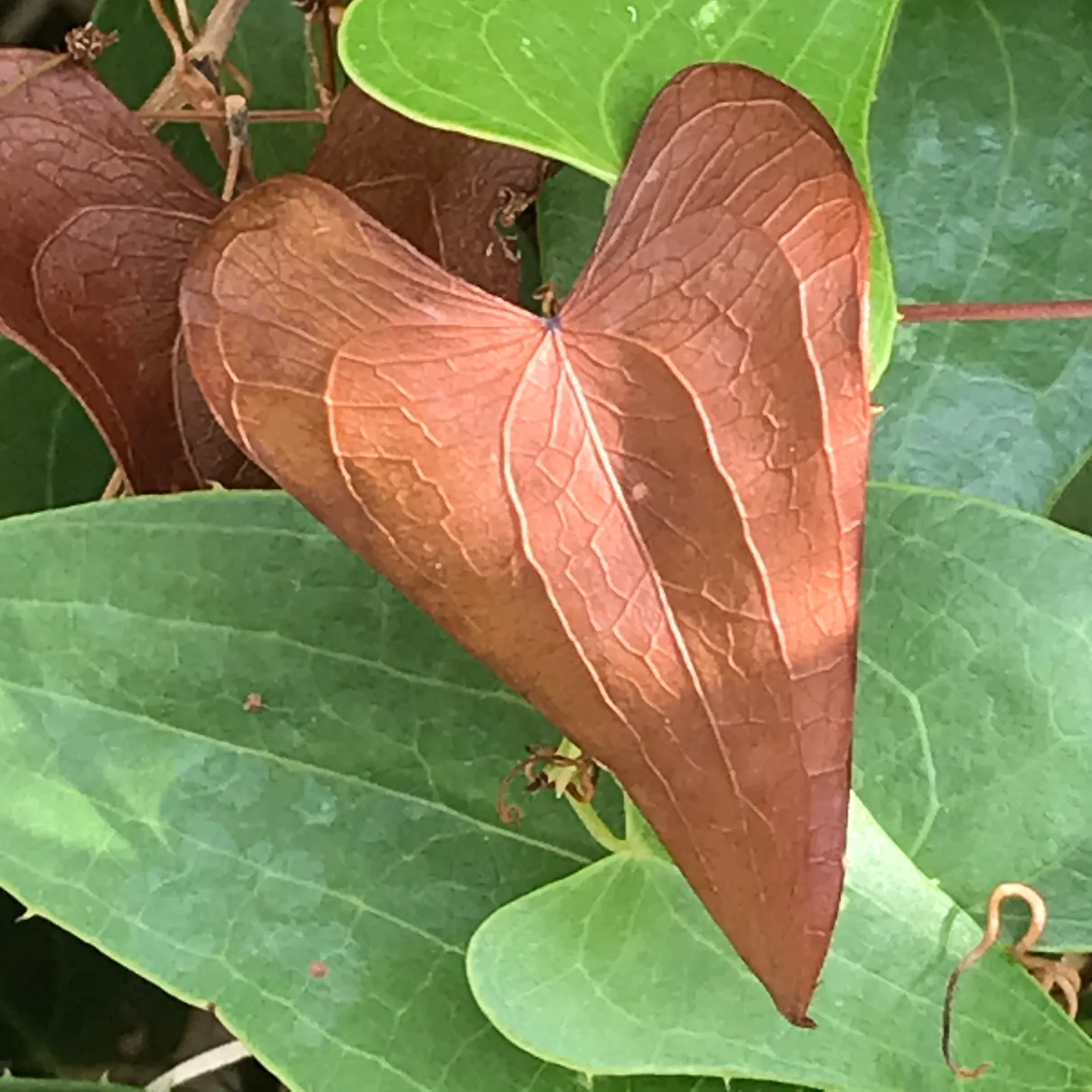 LOVE CAN BE FOUND EVERYWHERE