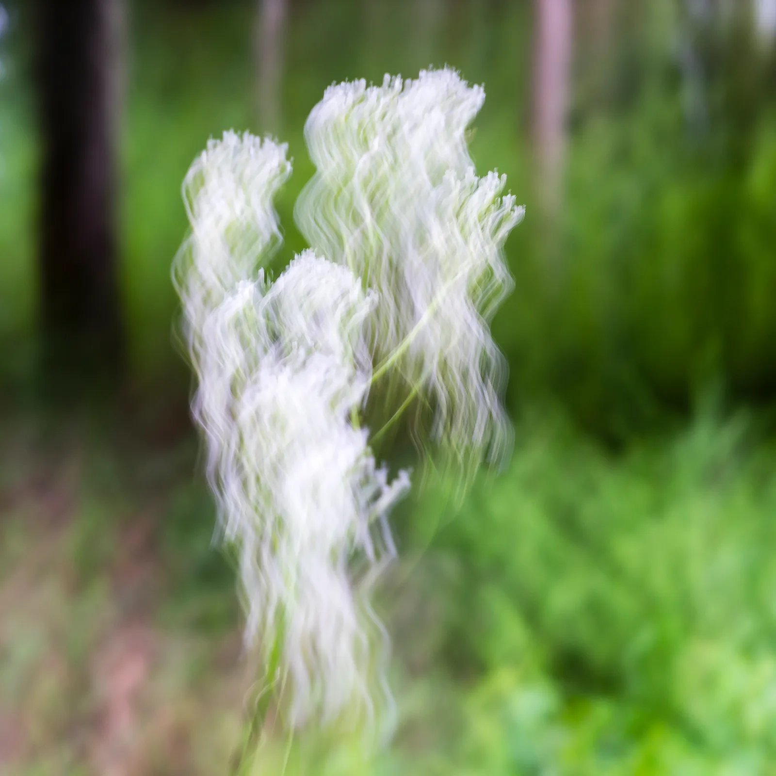 Sommerblüten