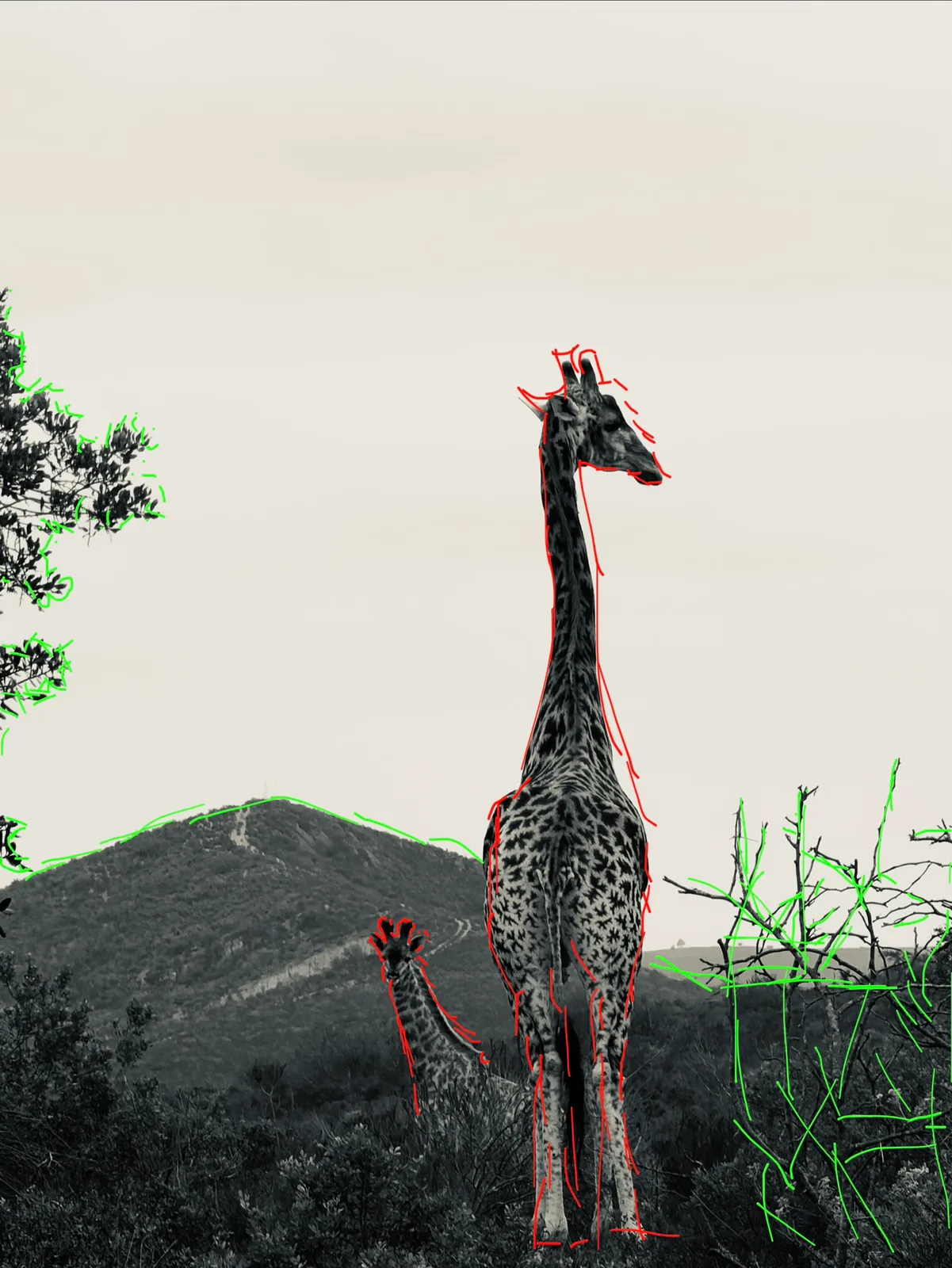 Traced lines in africa - #yelllowanimal
