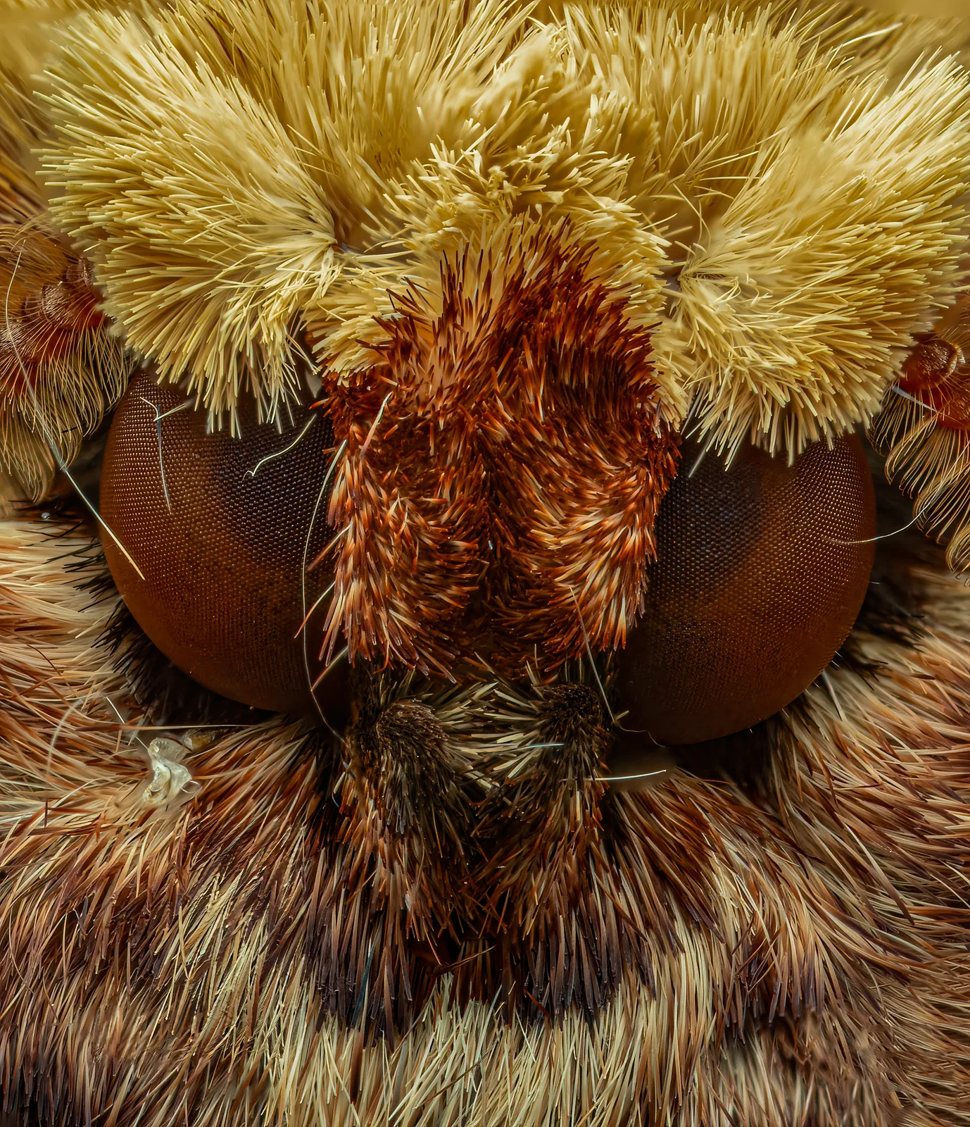 Portrait eines Mondvogels