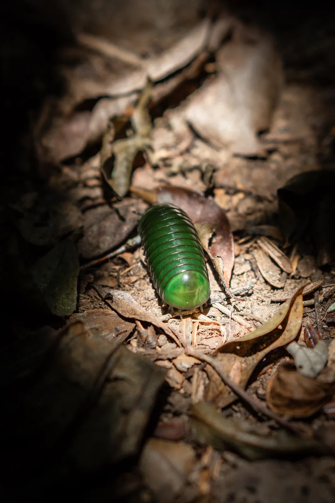 Giant emerald pill millipede