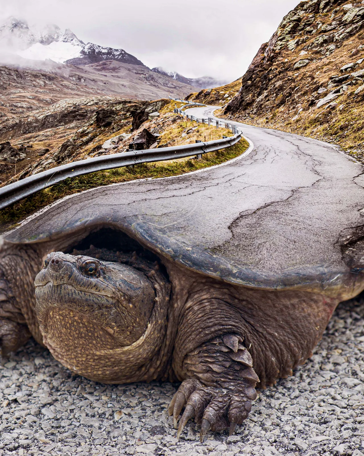 Turtle Road