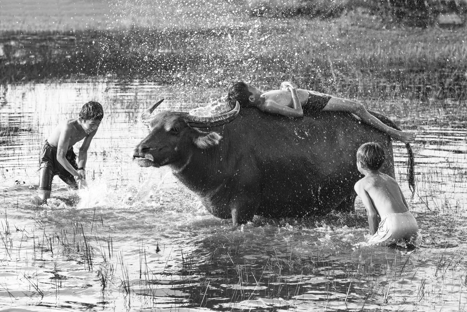 Boys washing buffalo